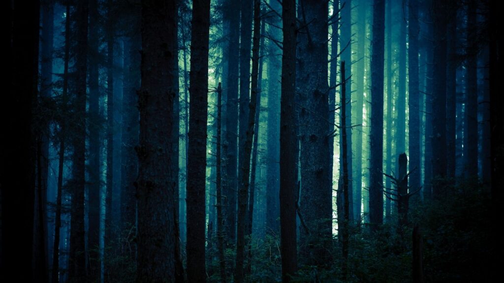 haunted forest wallpaper